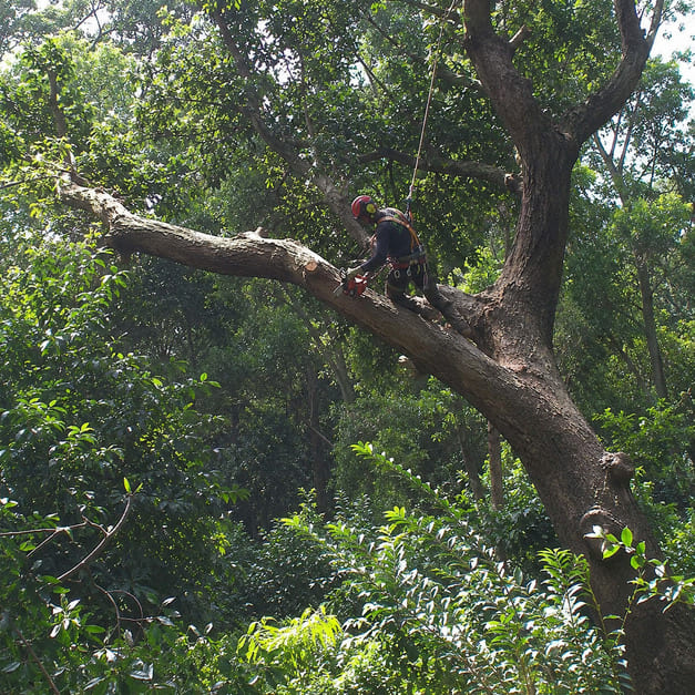 Emergency tree services Sydney