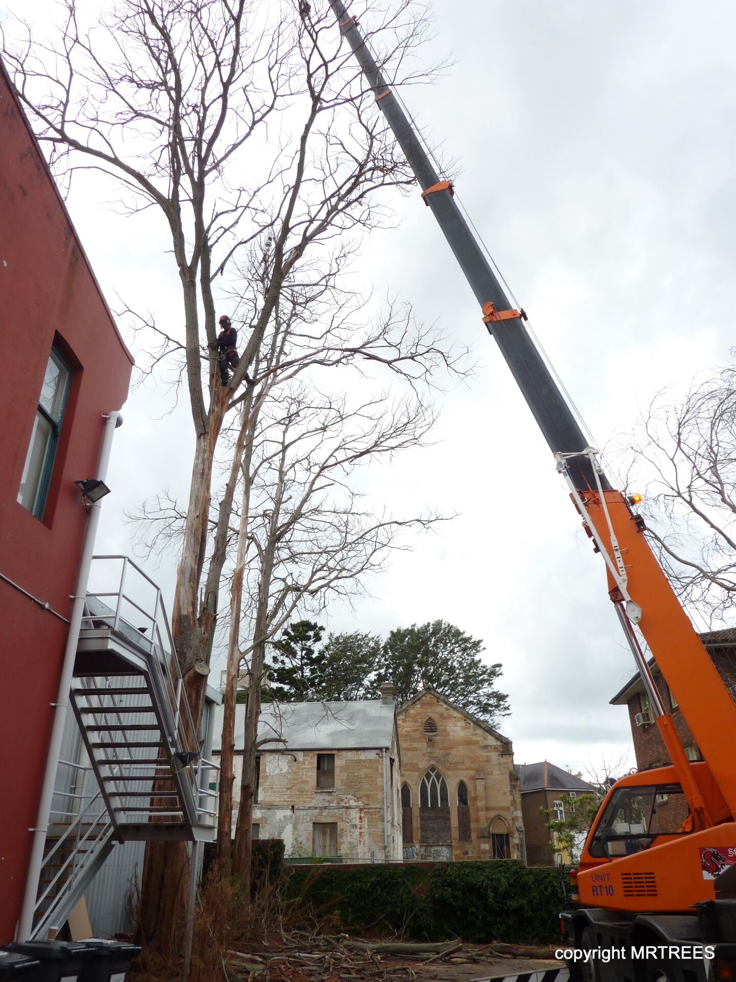 Tree Removal