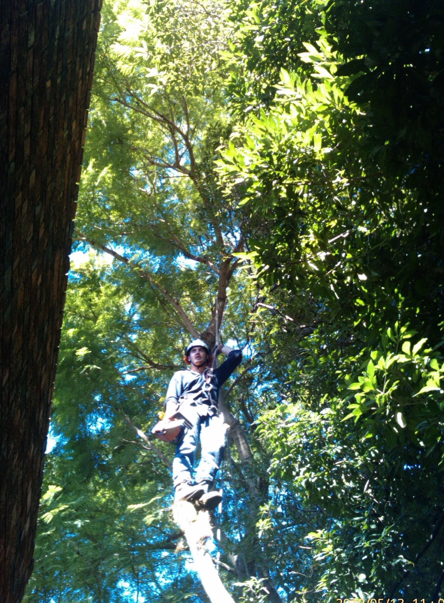 MR TREES arborist climbing high into a tree canopy
