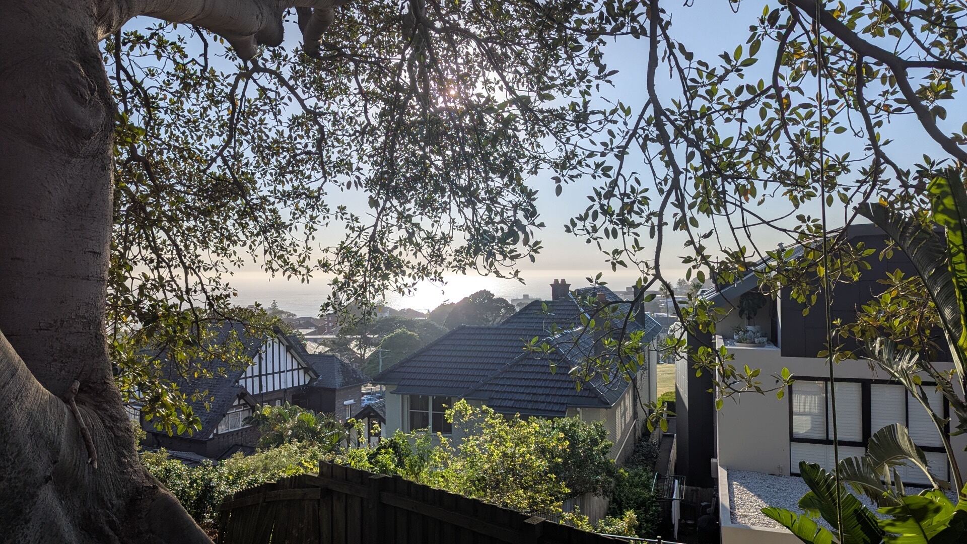 Why MR TREES Sydney arborists