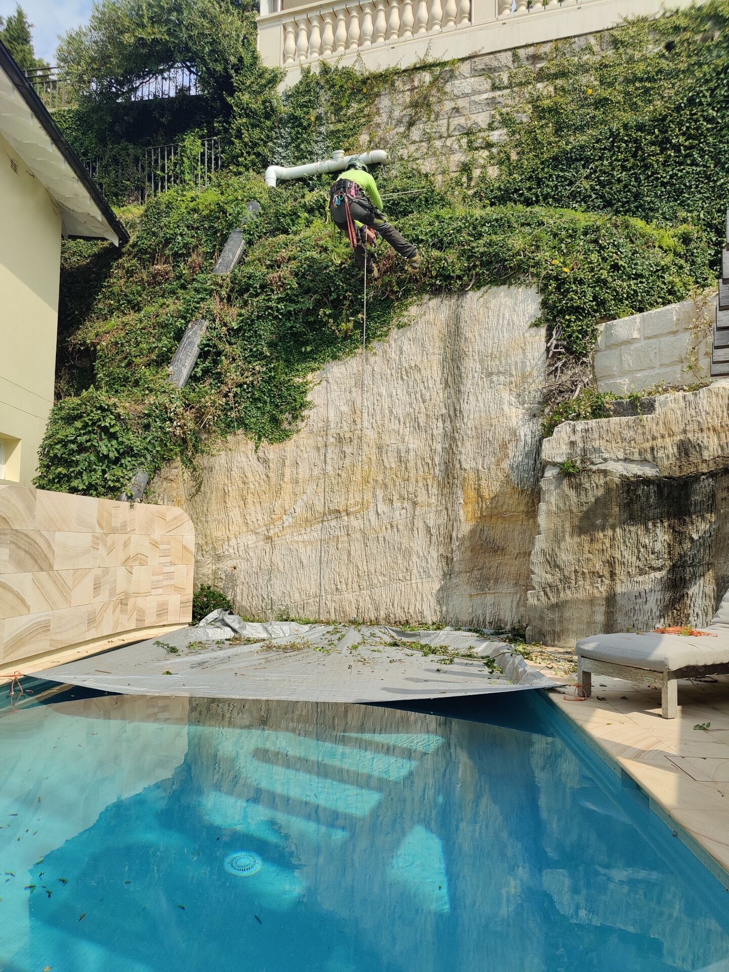 Sydney arborist at work in tree canopy
