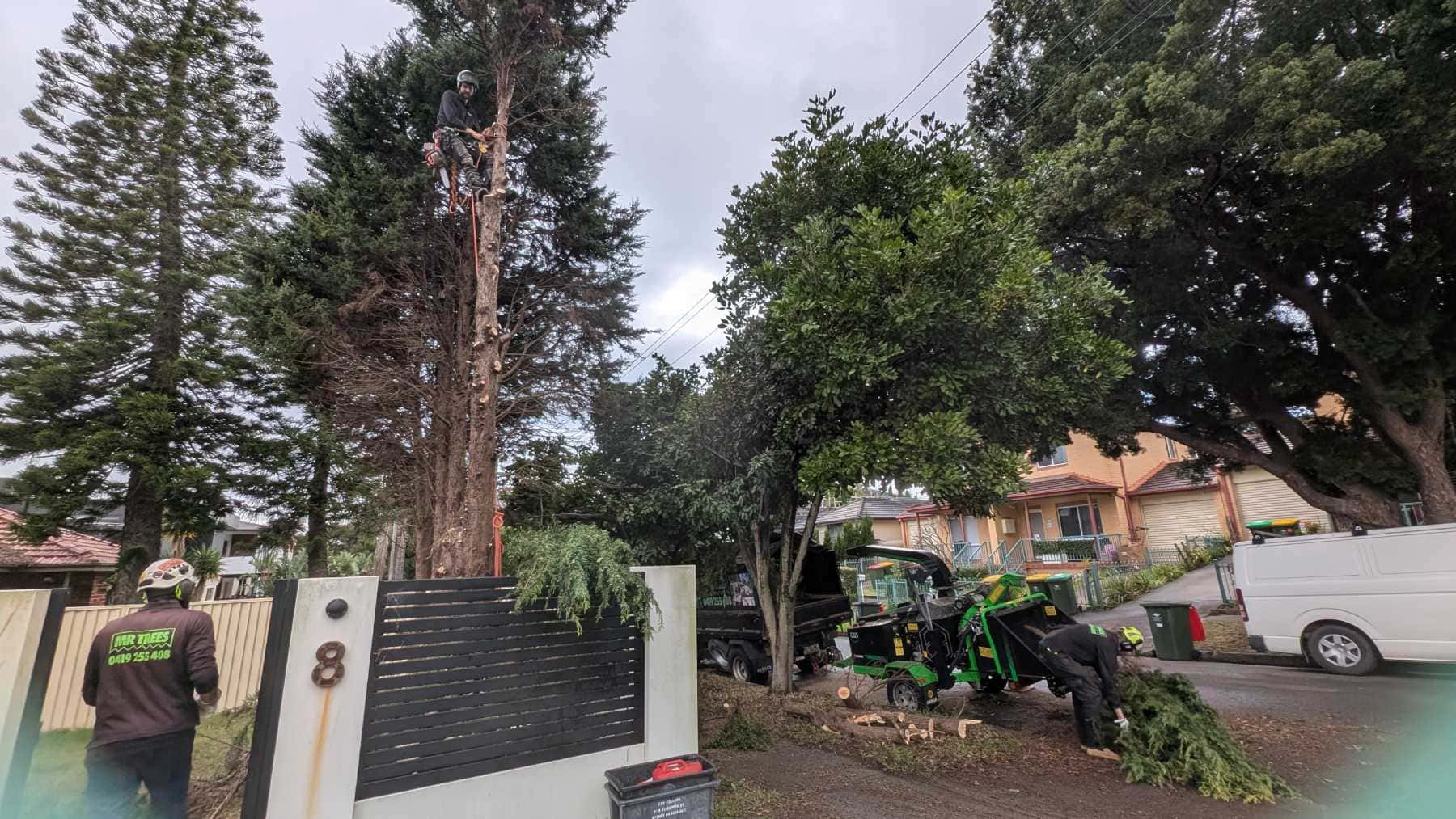 MR TREES arborists at work