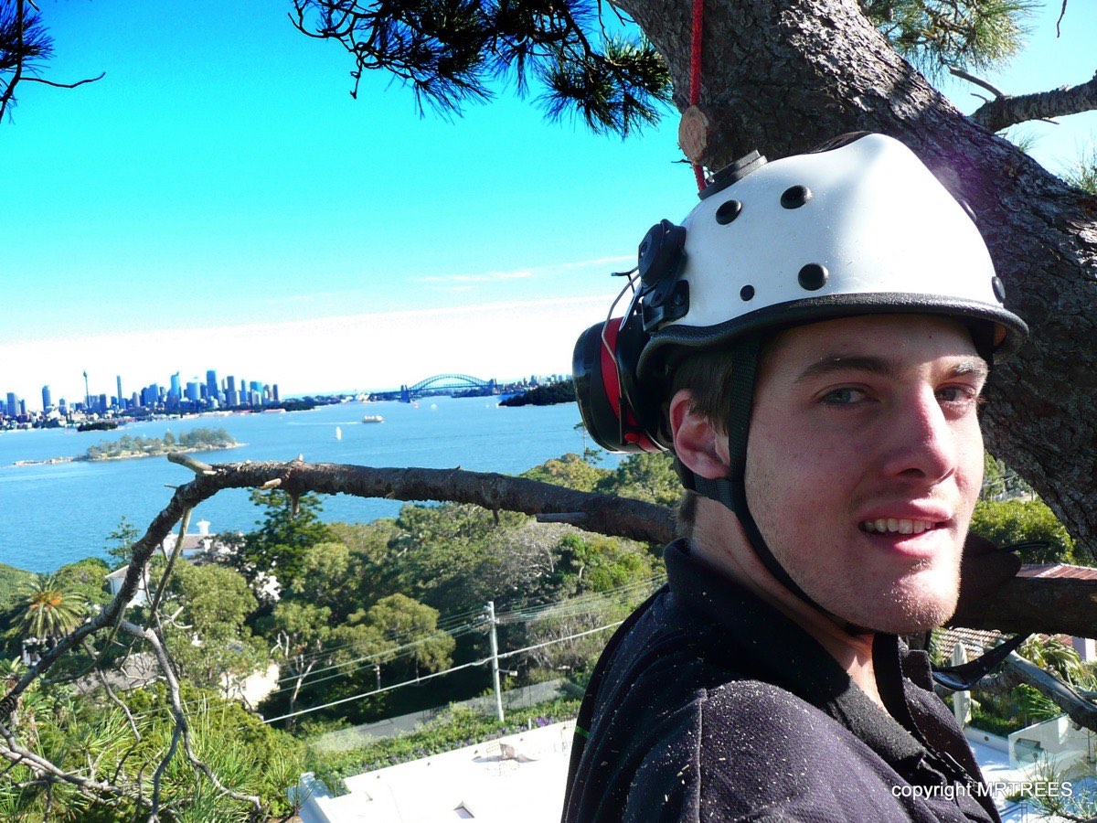 MR TREES arborist at work