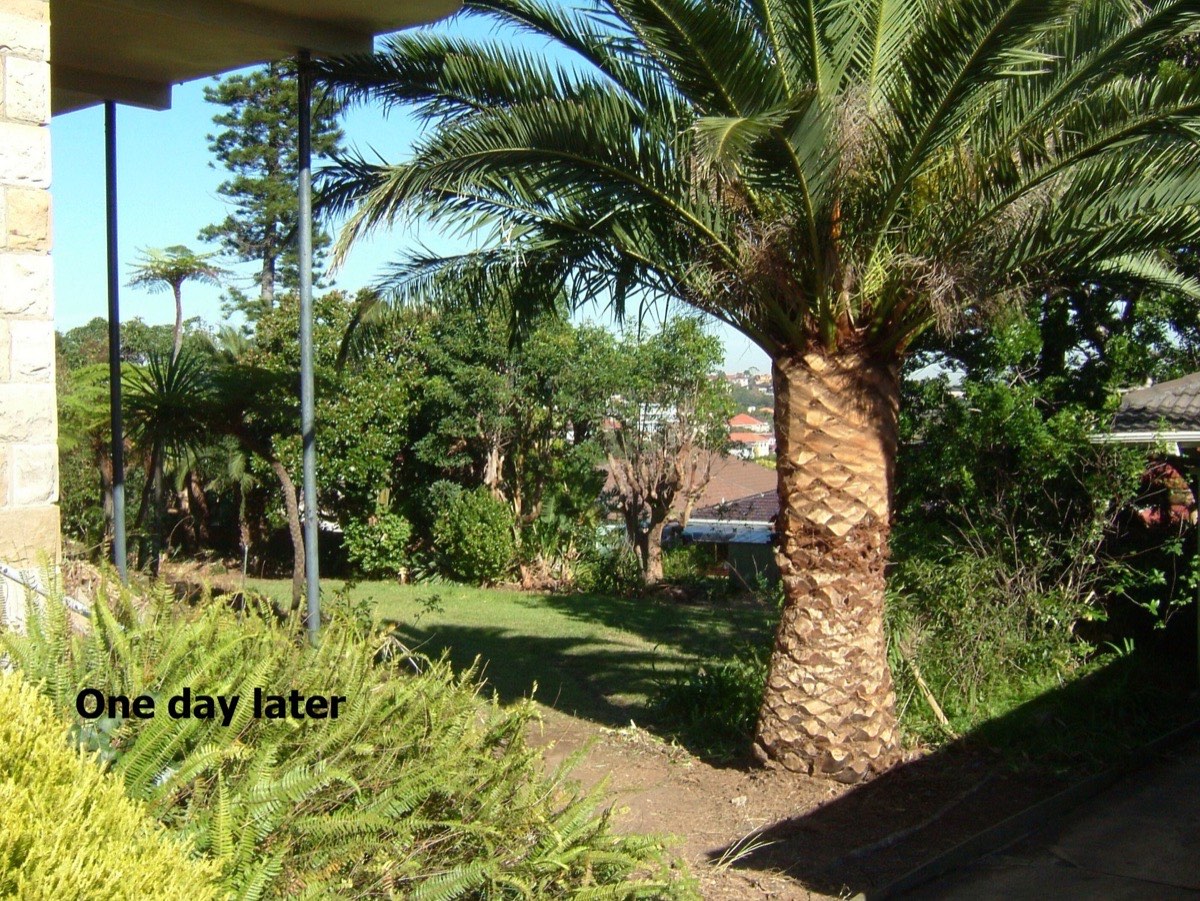 Palm Tree Cleaning or Removal