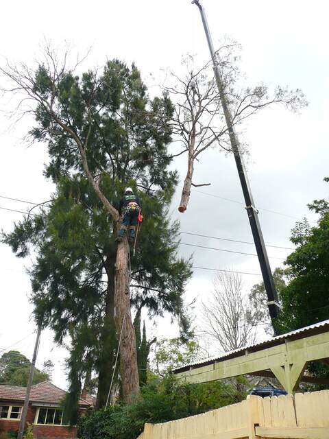 Crane-Assisted Tree Removal