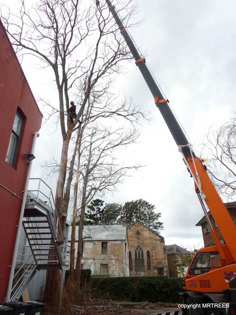 Crane-Assisted Tree Removal