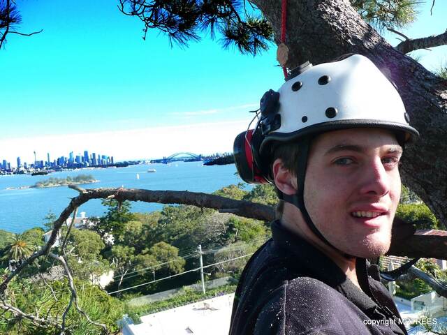 MR TREES at Work