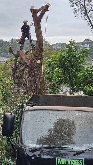 Dead Tree Removal — Edgecliff