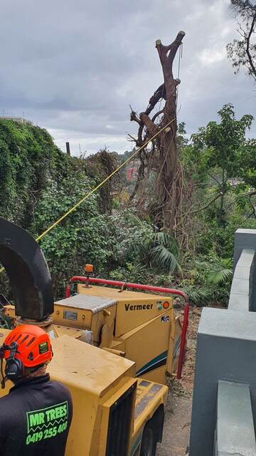 Dead Tree Removal — Edgecliff