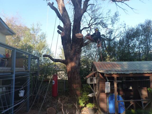 Gum Tree Removal