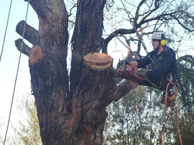 Gum Tree Removal