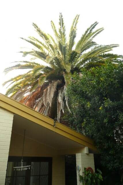 Palm Tree Cleaning