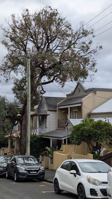 Peppermint Gum Removal — Balmain
