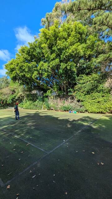 Port Jackson Fig Reduction — Vaucluse