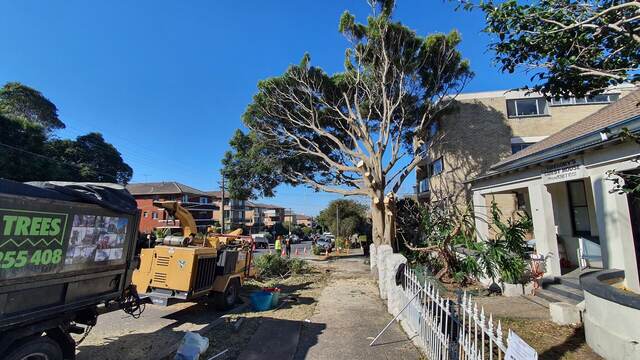 Port Jackson Fig Removal — Bronte