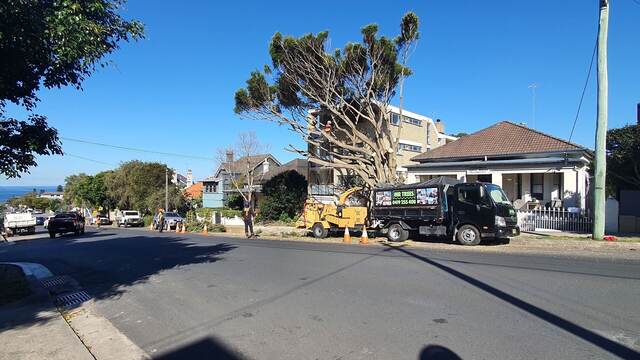 Port Jackson Fig Removal — Bronte