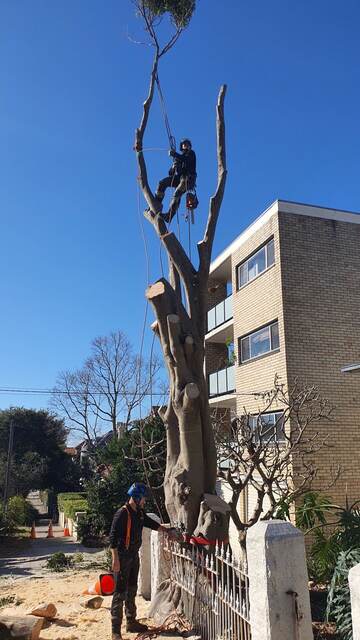 Port Jackson Fig Removal — Bronte