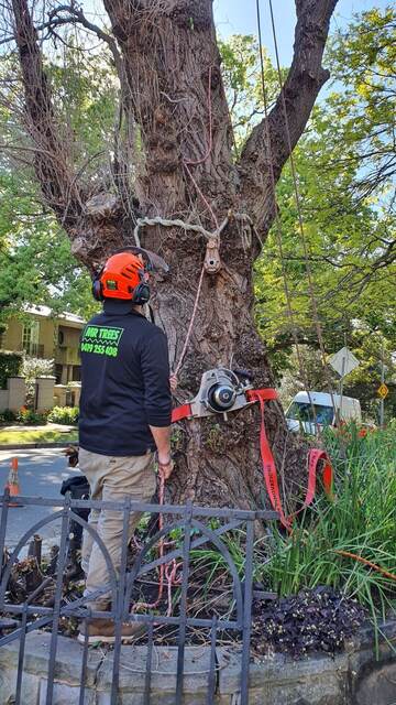 Tree Removal — Darling Point