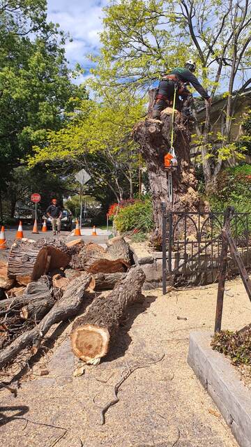 Tree Removal — Darling Point