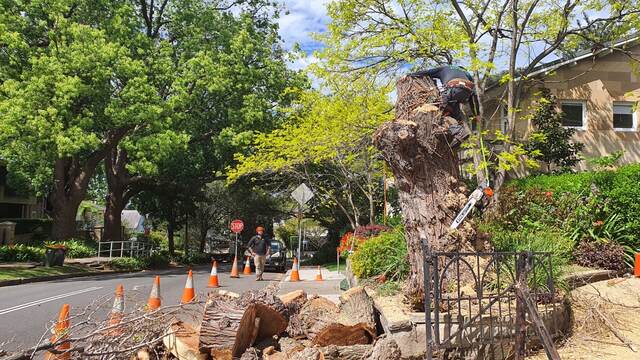 Tree Removal — Darling Point