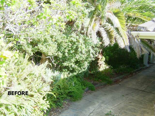 Palm Cleaning — Dover Heights