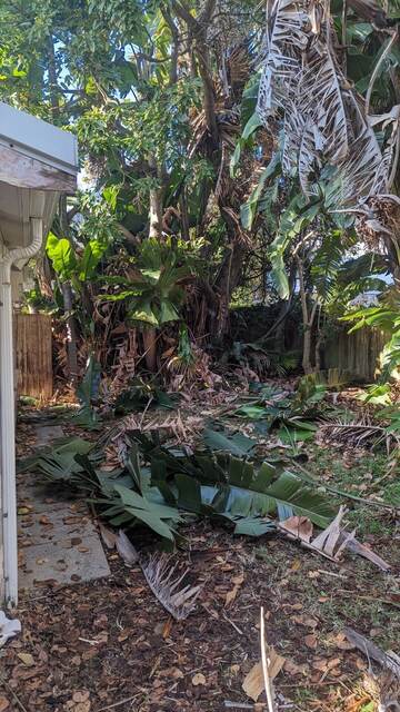 Strelitzia Nicholi Removal
