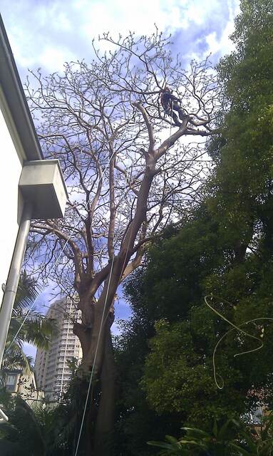 Tree Pruning