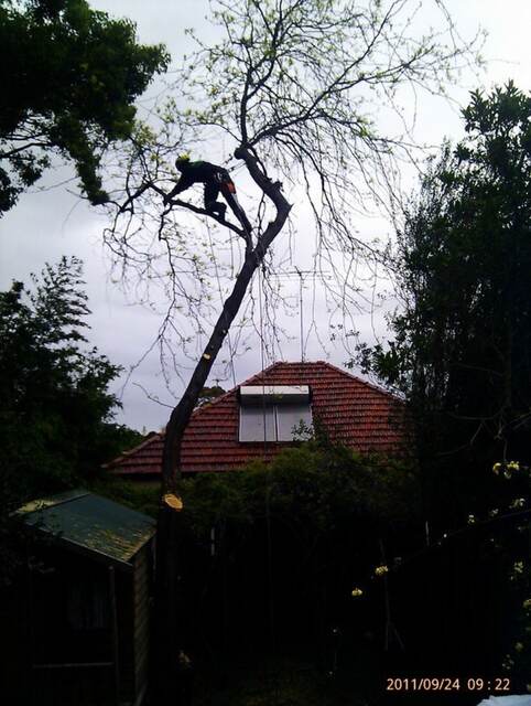 Tree Pruning