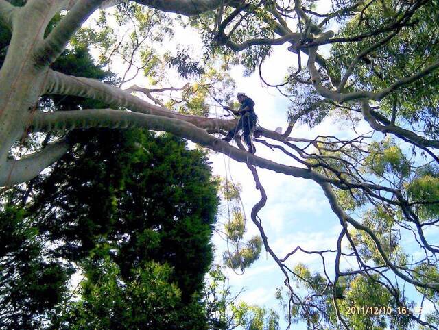 Tree Pruning
