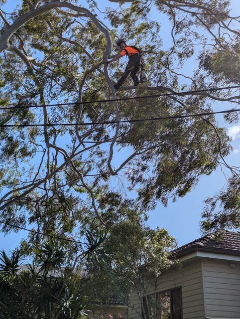 Tree Pruning