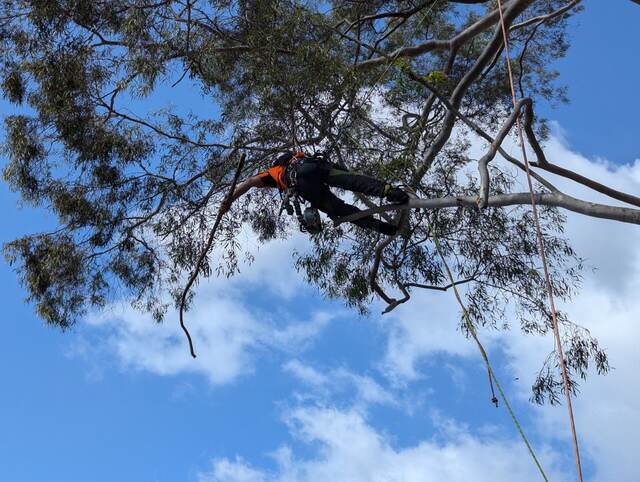 Tree Pruning