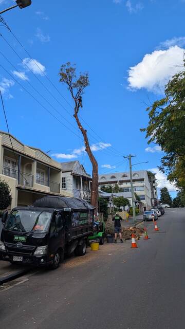 Tree Removal
