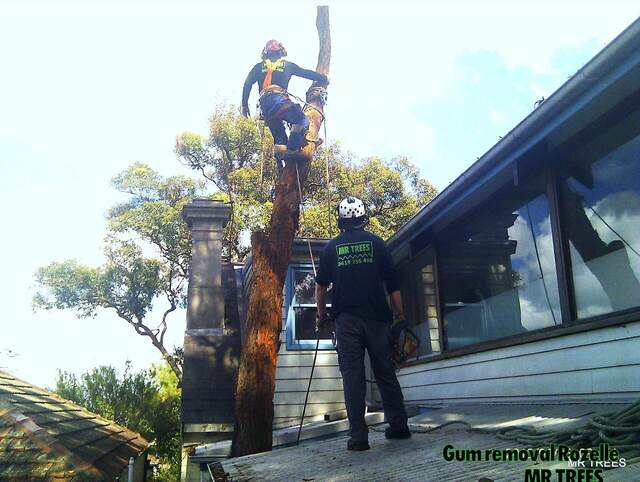 Tree Removal