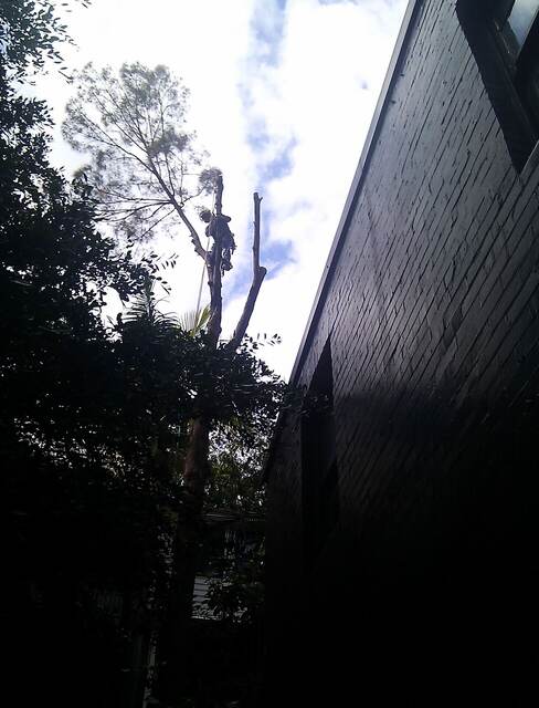 Tree Removal
