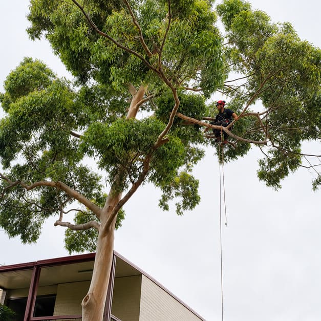 Tree felling services Sydney