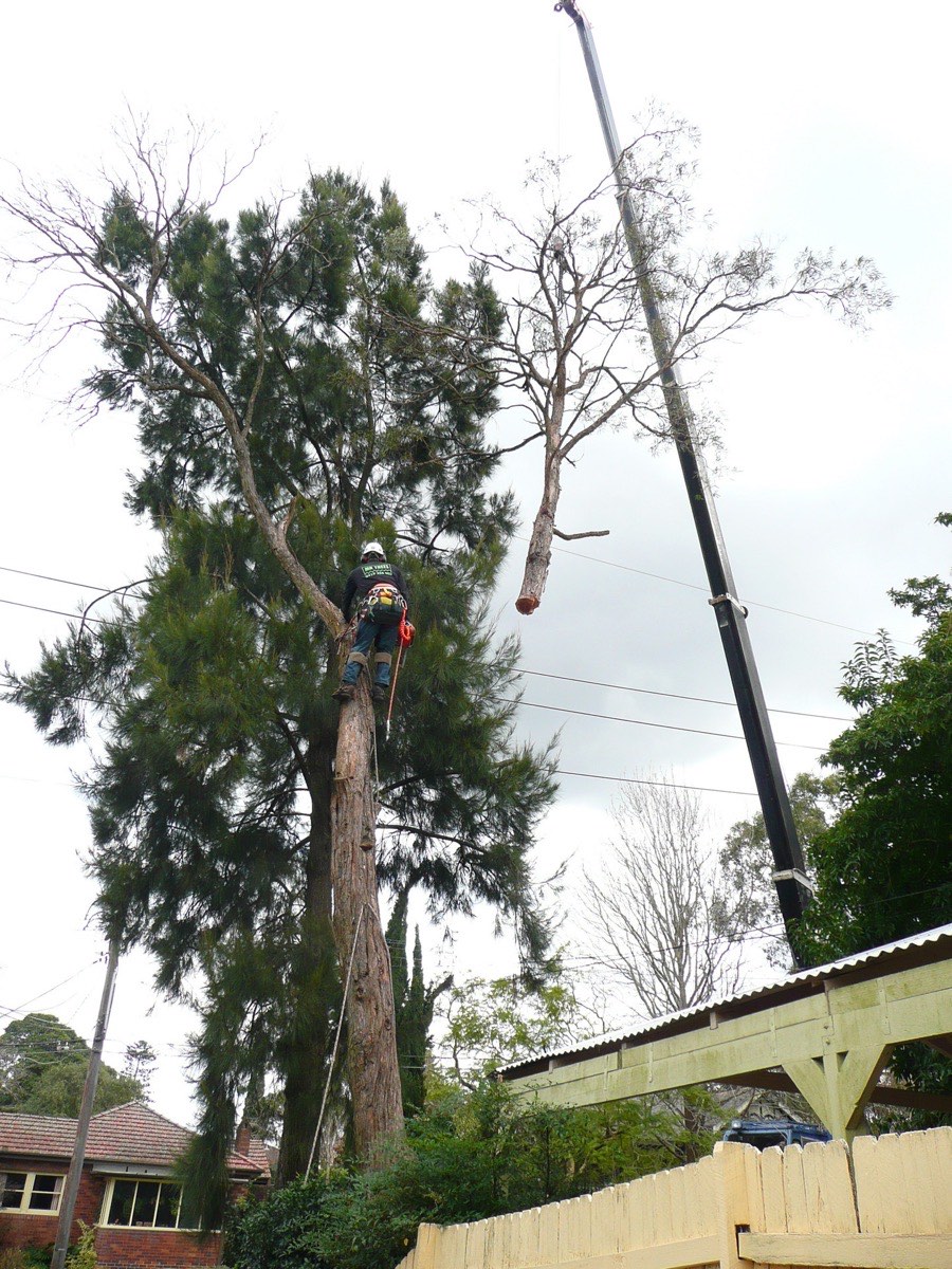 Tree Felling