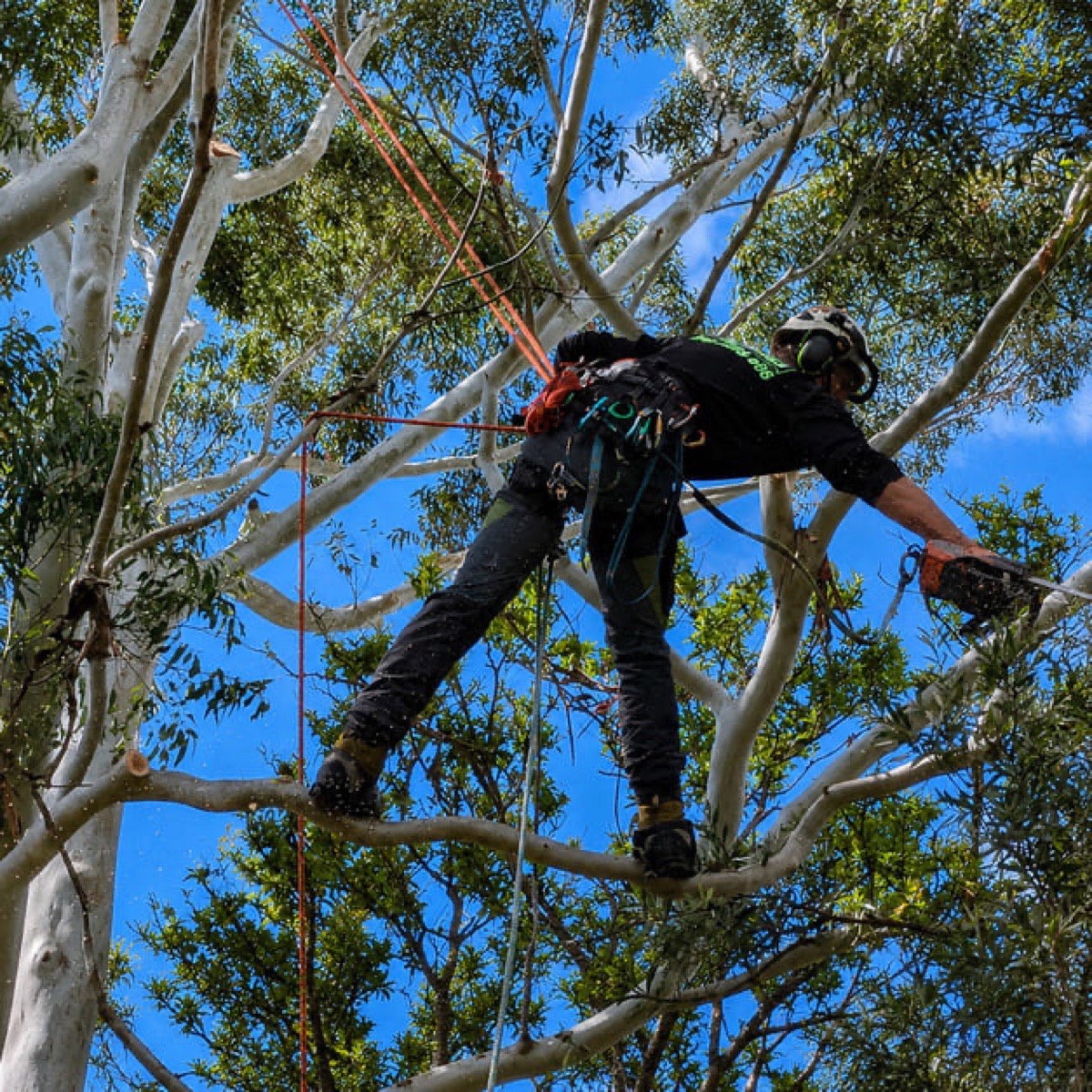 Tree Lopping