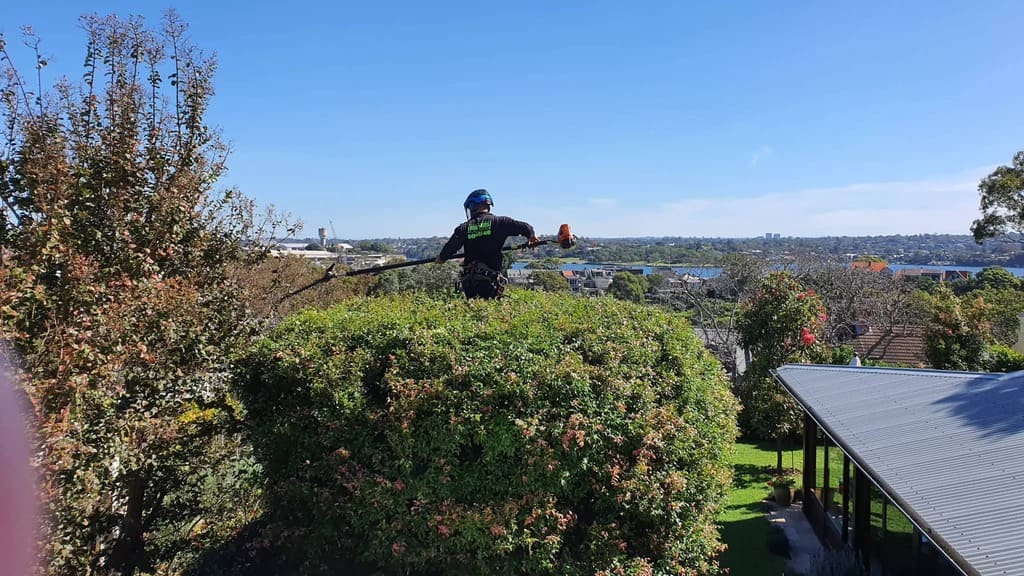 Tree pruning Sydney