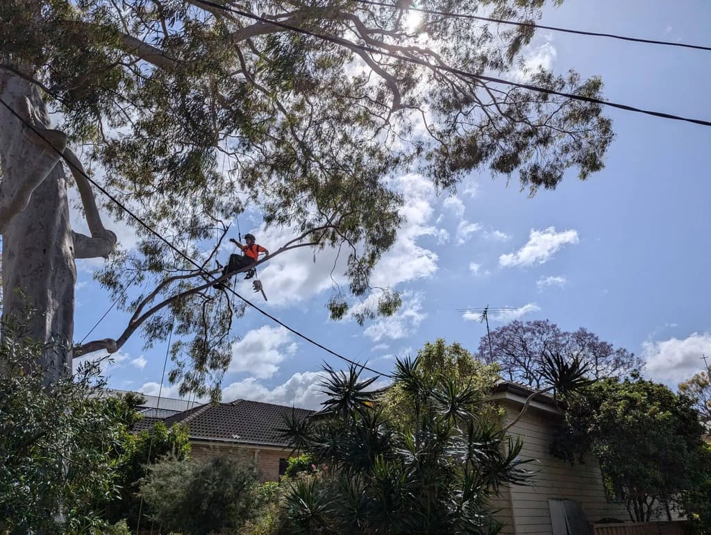 Our tree pruning services Sydney
