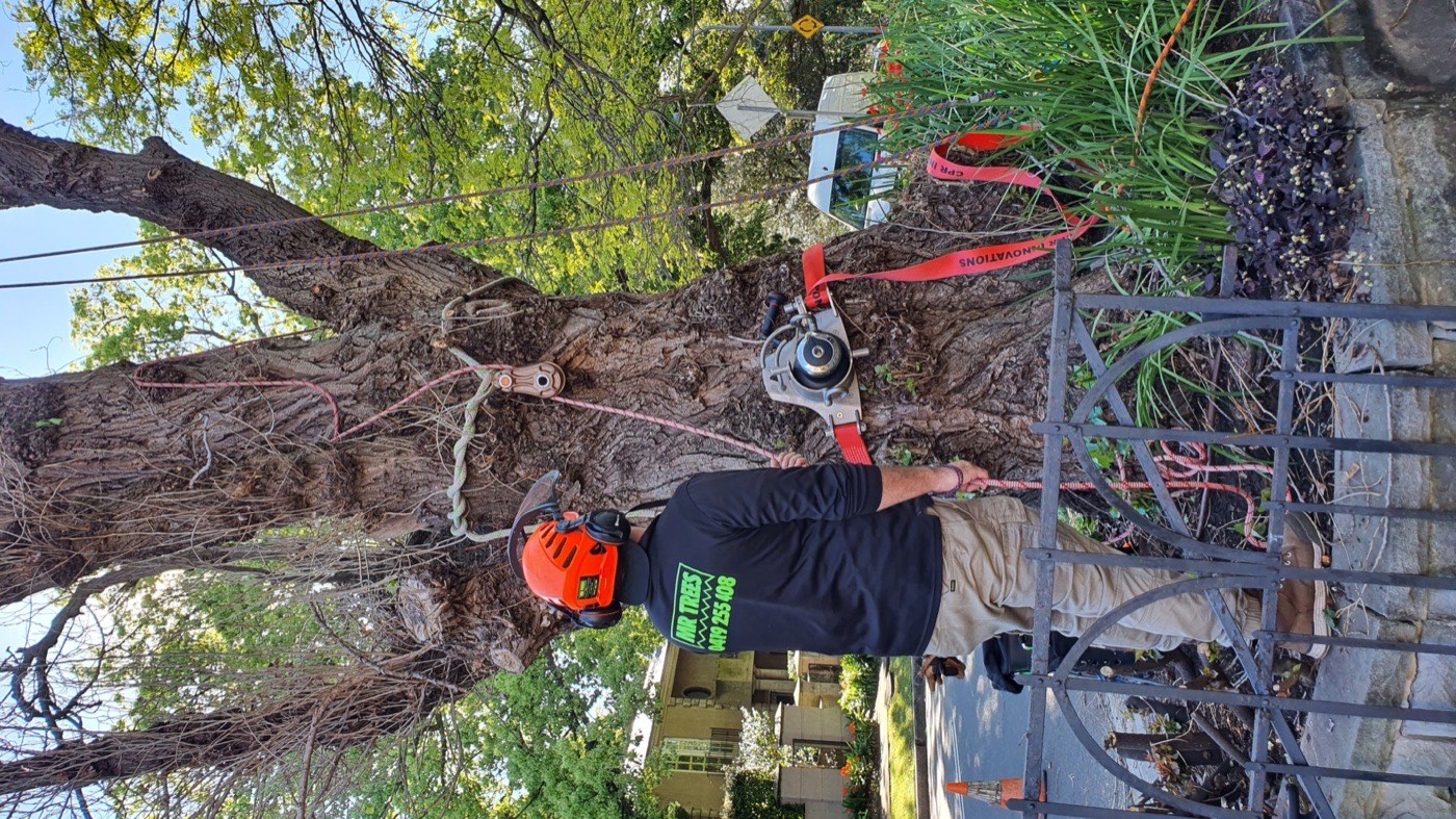MR TREES tree removal