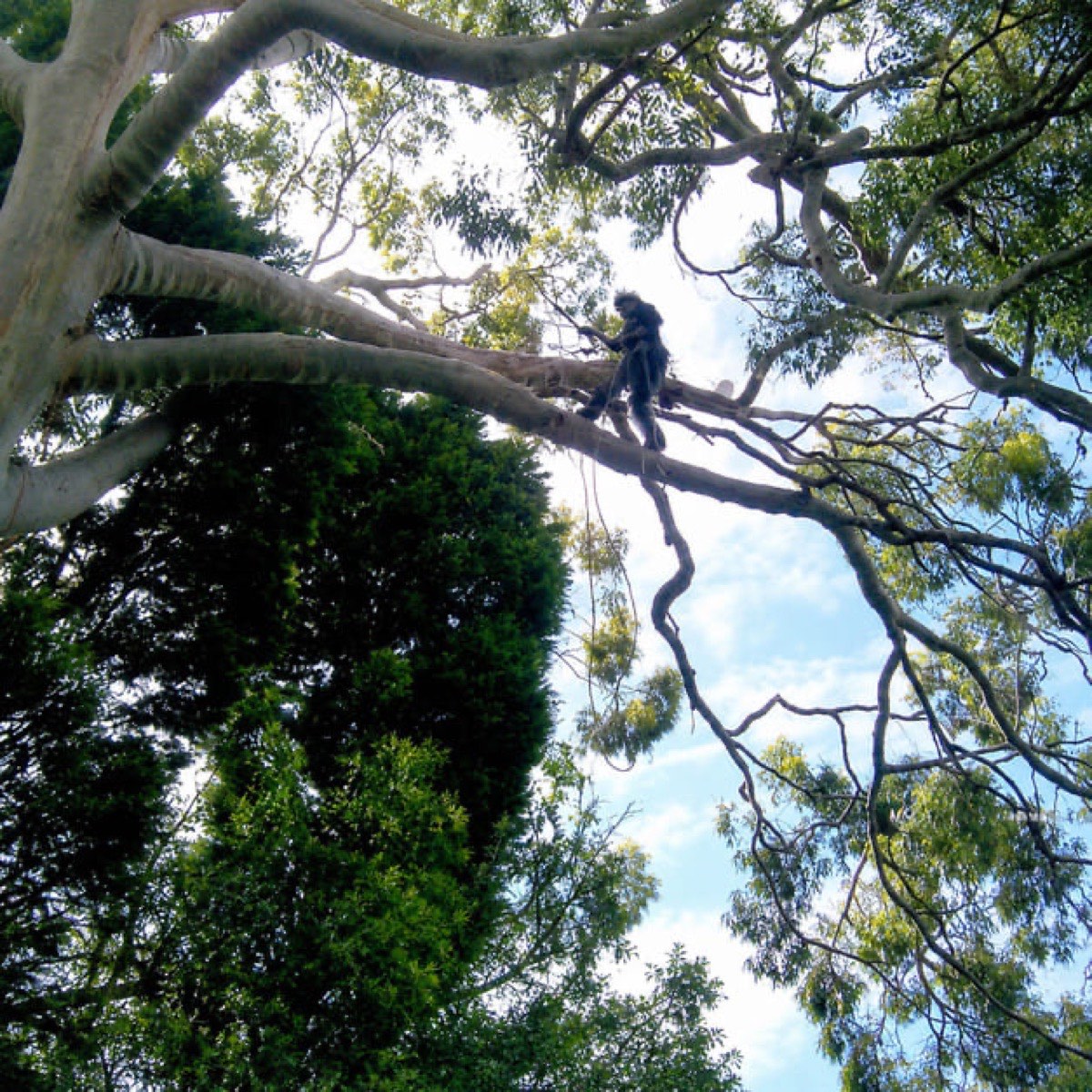 Tree Trimming