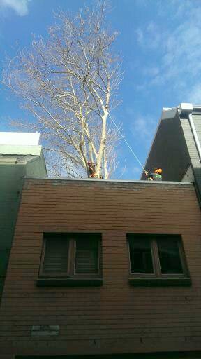 Tree Removal Service in Sydney