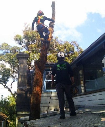 Tree Removal Sydney Service