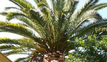 Palm Tree Removal Service