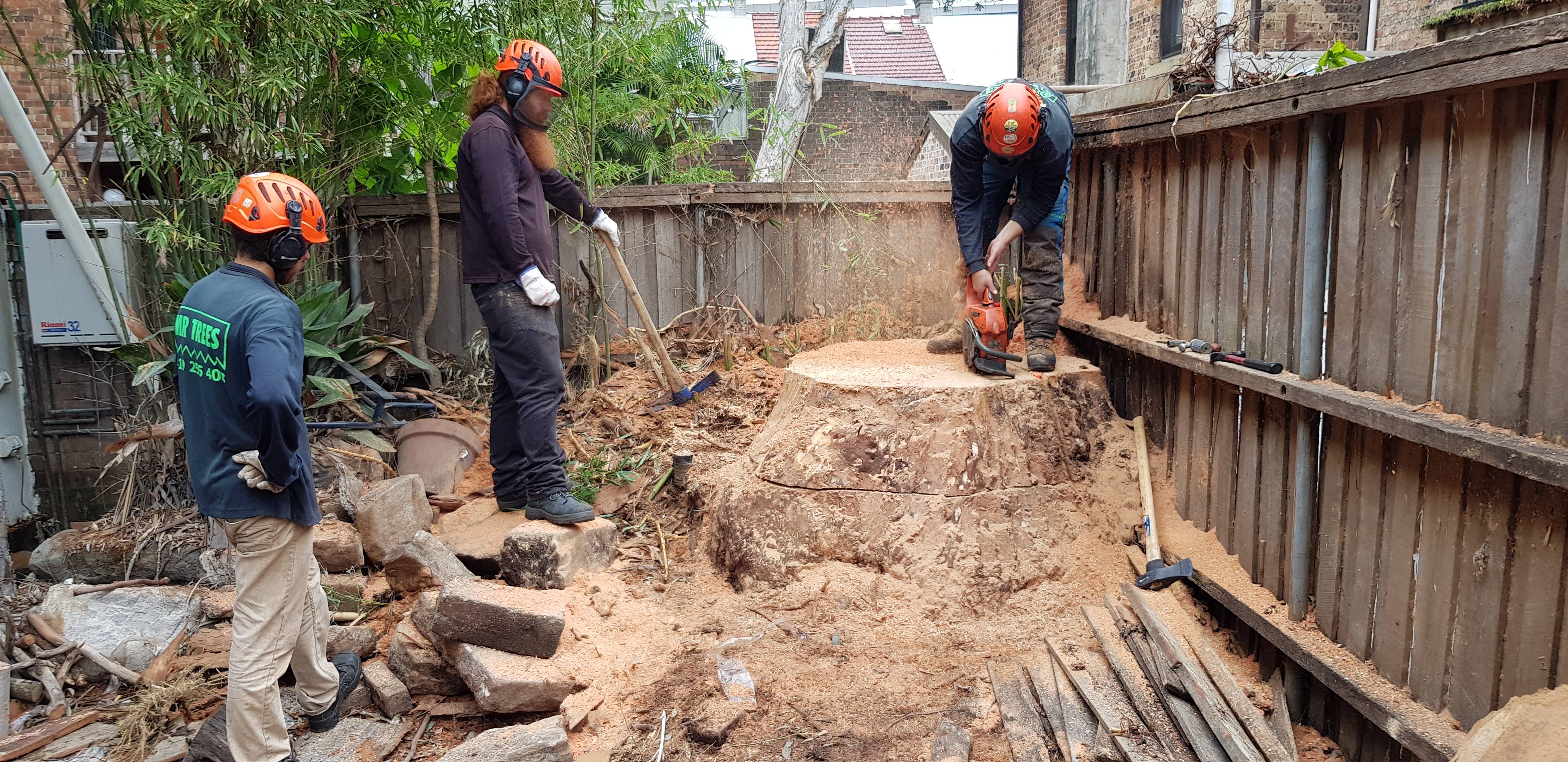 Tree removal in the Inner West