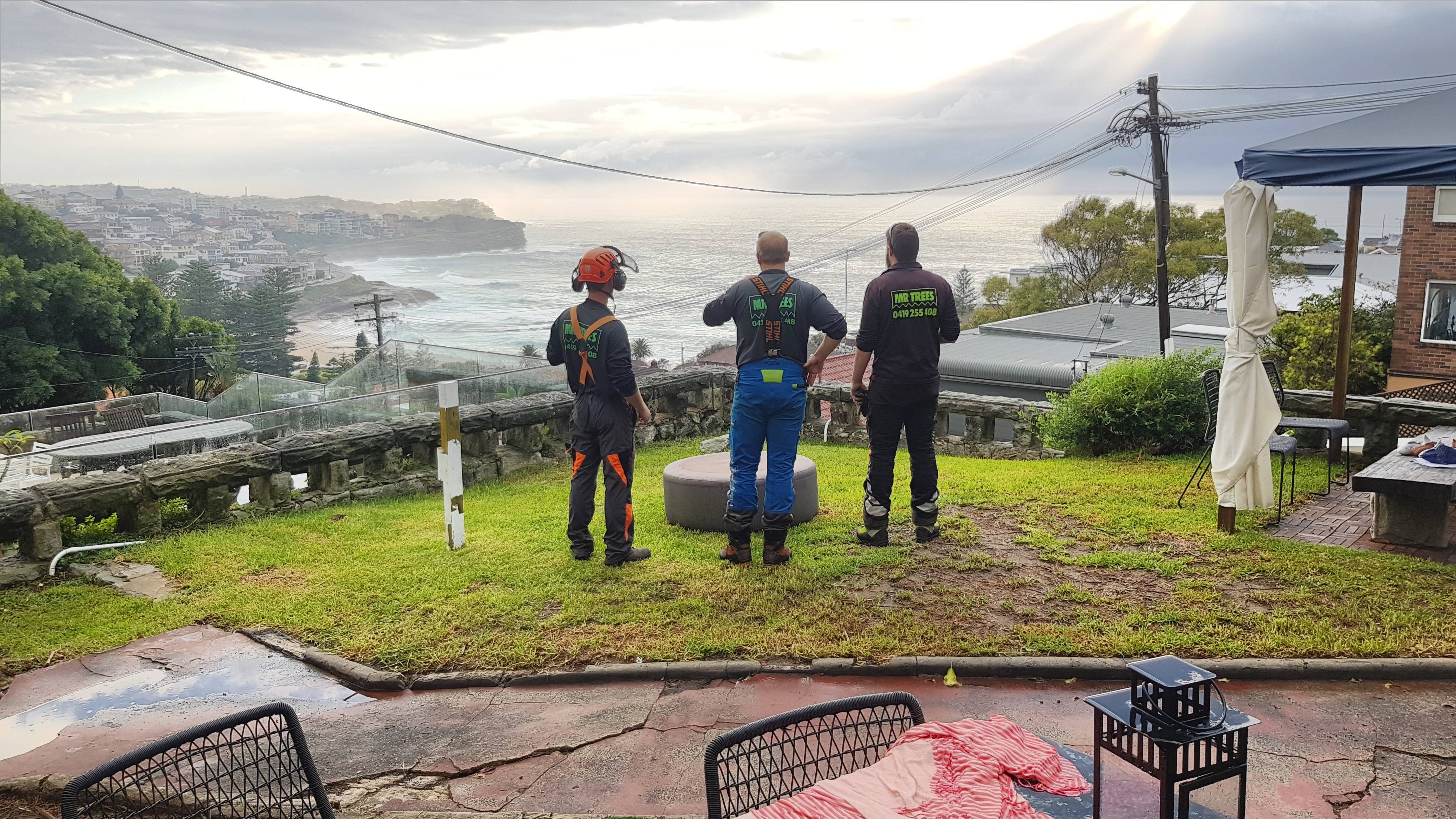 MR TREES team enjoying the view after clearing a tree